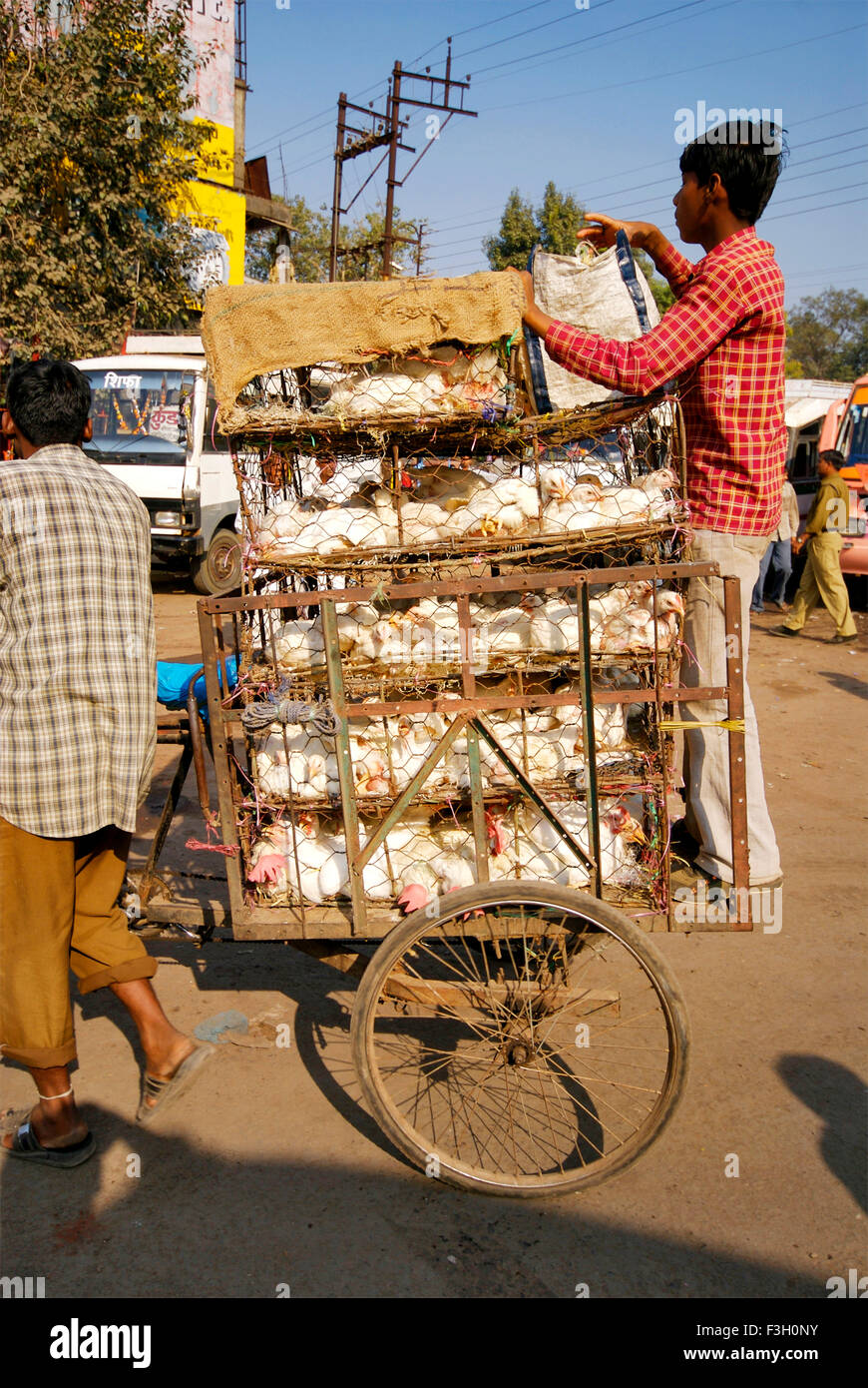 Vieh-Huhn in Fahrradrikscha durchgeführt; Jabalpur; Madhya Pradesh; Indien Stockfoto