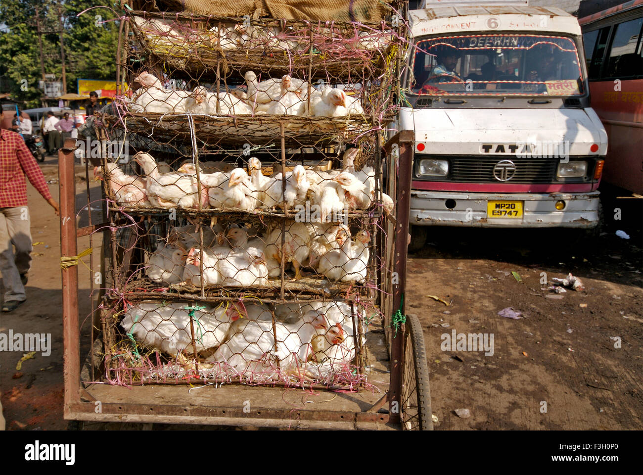Vieh-Huhn in Fahrradrikscha durchgeführt; Jabalpur; Madhya Pradesh; Indien Stockfoto