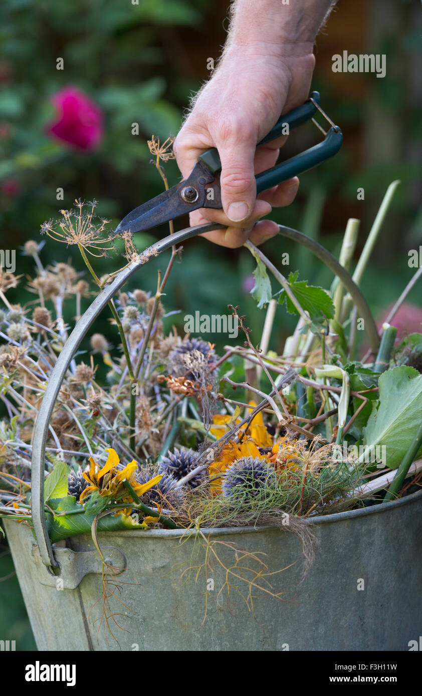 Gärtner halten Fräser Abholung ein Metall Eimer voller Gartenabfälle nach dem Löschen von Blumen im Garten im Herbst. UK Stockfoto