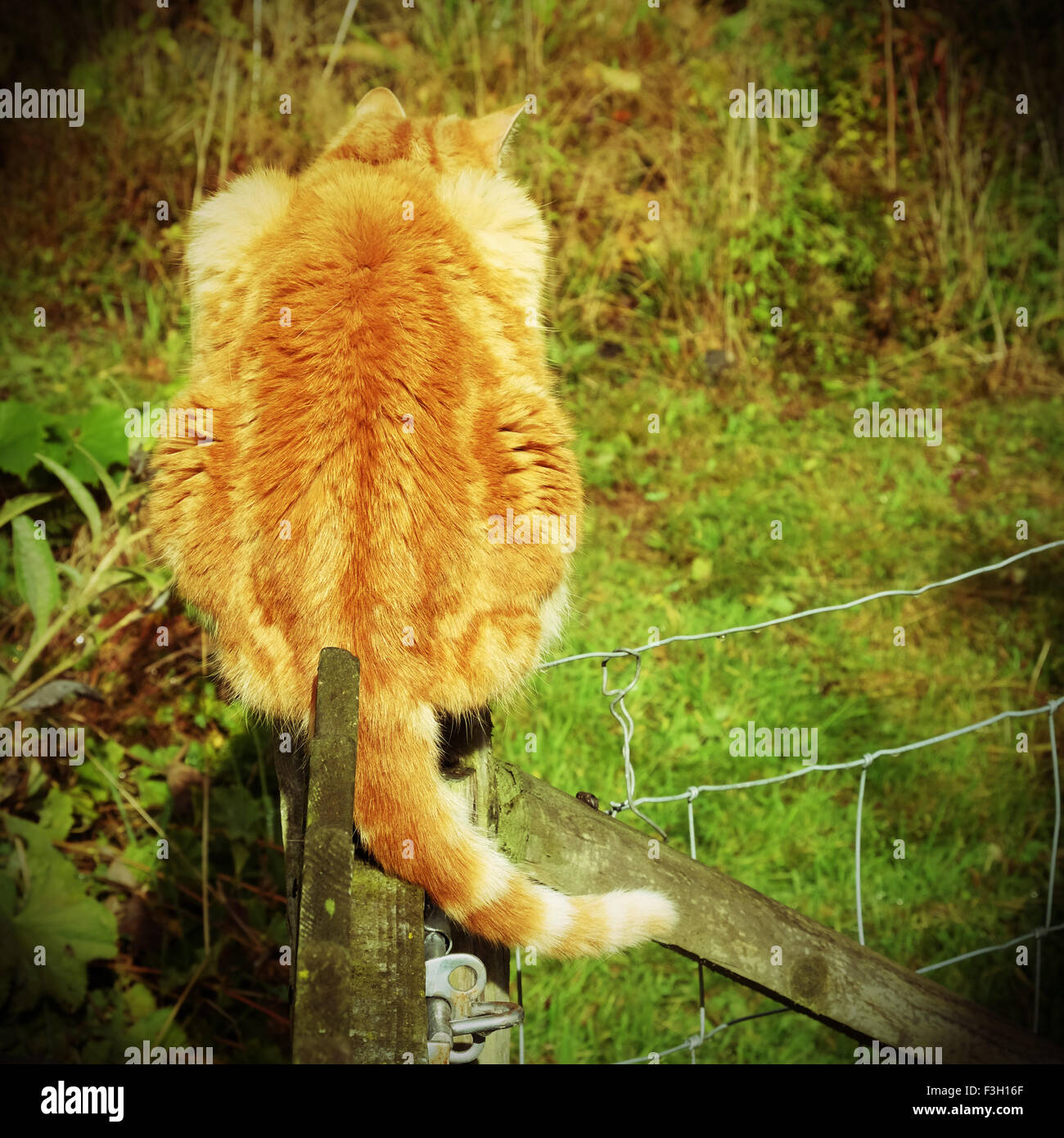 Ingwer-Katze sitzt auf einem hölzernen Zaun in einem Garten gesehen von hinten Stockfoto