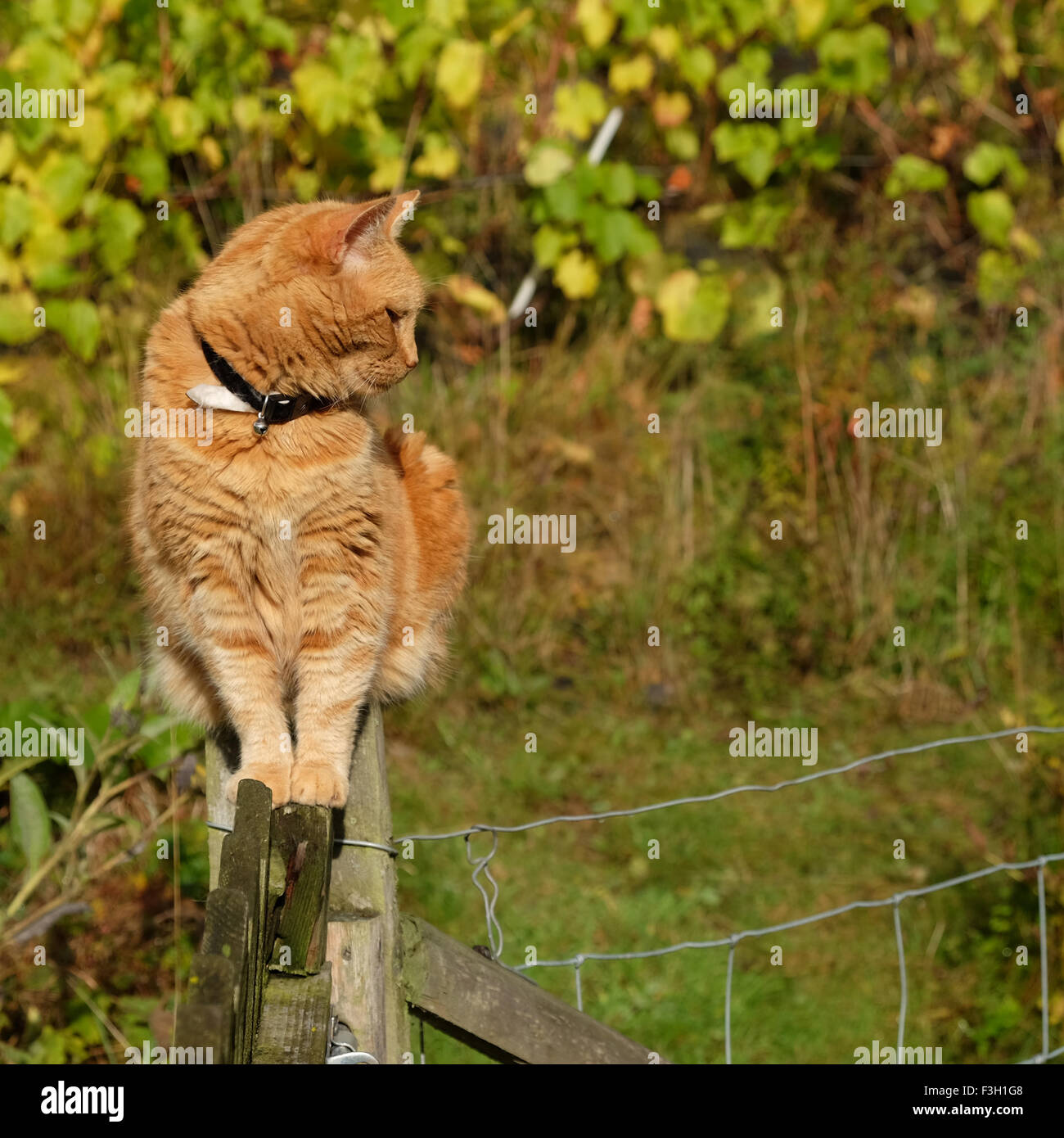 Ginger Haustier Katze saß auf einem Garten Zaun beobachten UK Stockfoto