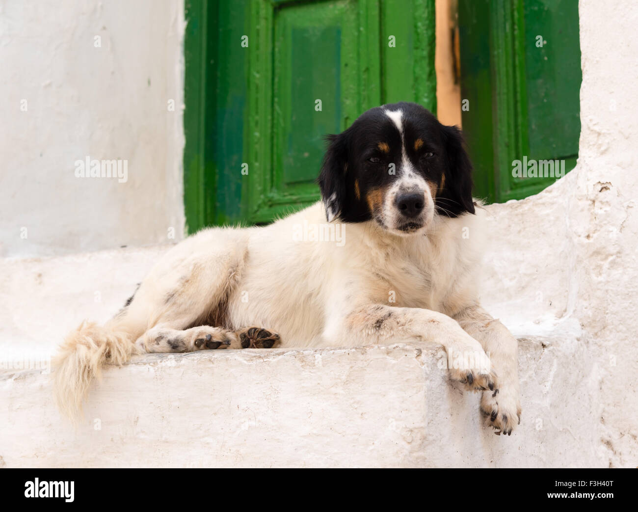 schwarzen und weißen Hund auf einer Veranda Stockfoto