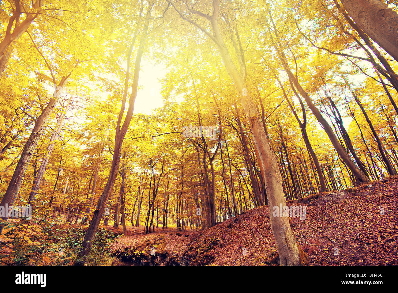 Herbstlandschaft. Schöne goldene Herbst im Wald. Stockfoto