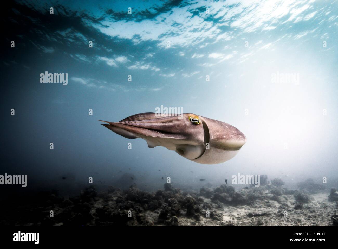 Broadclub Tintenfisch (Sepia finden) schwimmen über den Meeresboden, Lombok, Indonesien Stockfoto