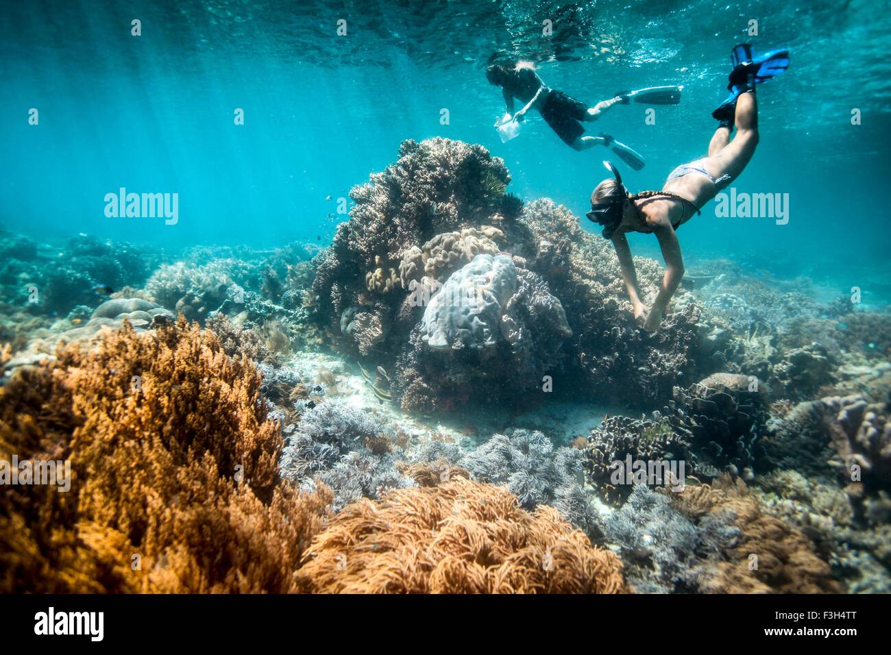 Zwei Schnorchler führen wissenschaftliche Erhebungen auf Korallenriff und Fisch, Raja Ampat, West-Papua, Indonesien Stockfoto