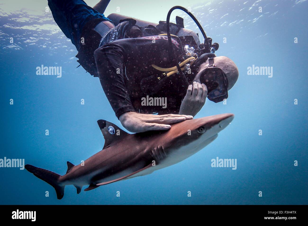 Taucher, die Freigabe einer tagged juvenile Schwarzspitzen-Riffhaie, nachdem es markiert wurde, Lombok, Indonesien Stockfoto