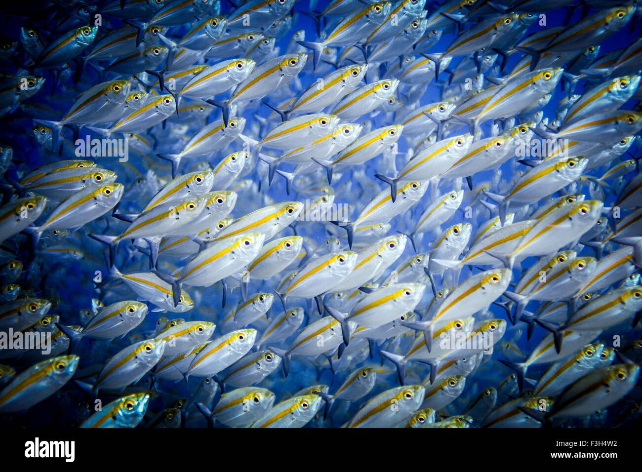 Fischschwarm Doubleline Füsilier Fisch (Pterocaesio Digramma), Sumbawa, Indonesien Stockfoto