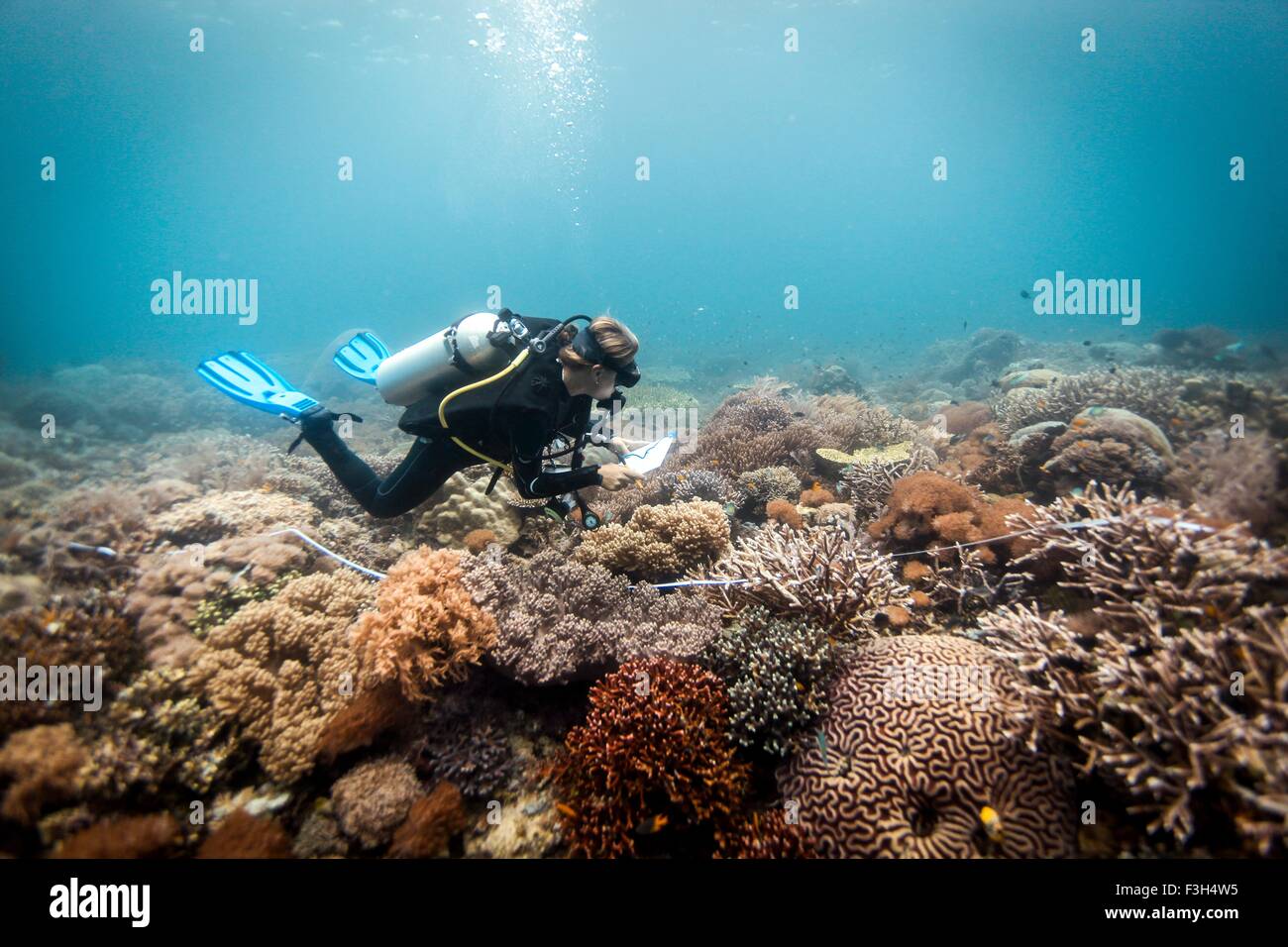 Eine Taucher führt eine wissenschaftliche Umfrage an einem Korallenriff, Raja Ampat, West-Papua, Indonesien Stockfoto