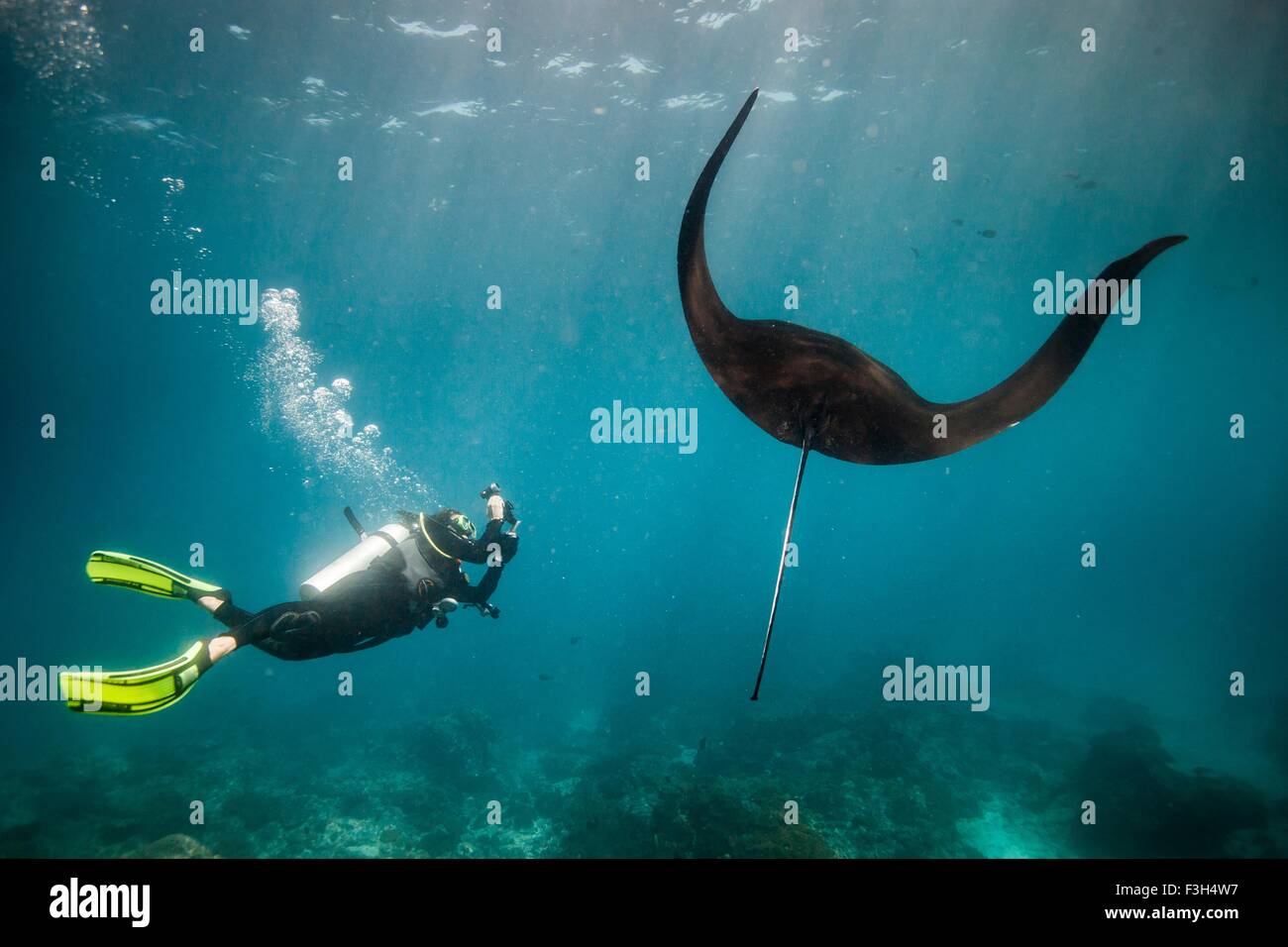 Scuba Diver fotografieren eine schwimmen Mantarochen (Manta Alfredi), Raja Ampat, West Papua, Indonesien Stockfoto