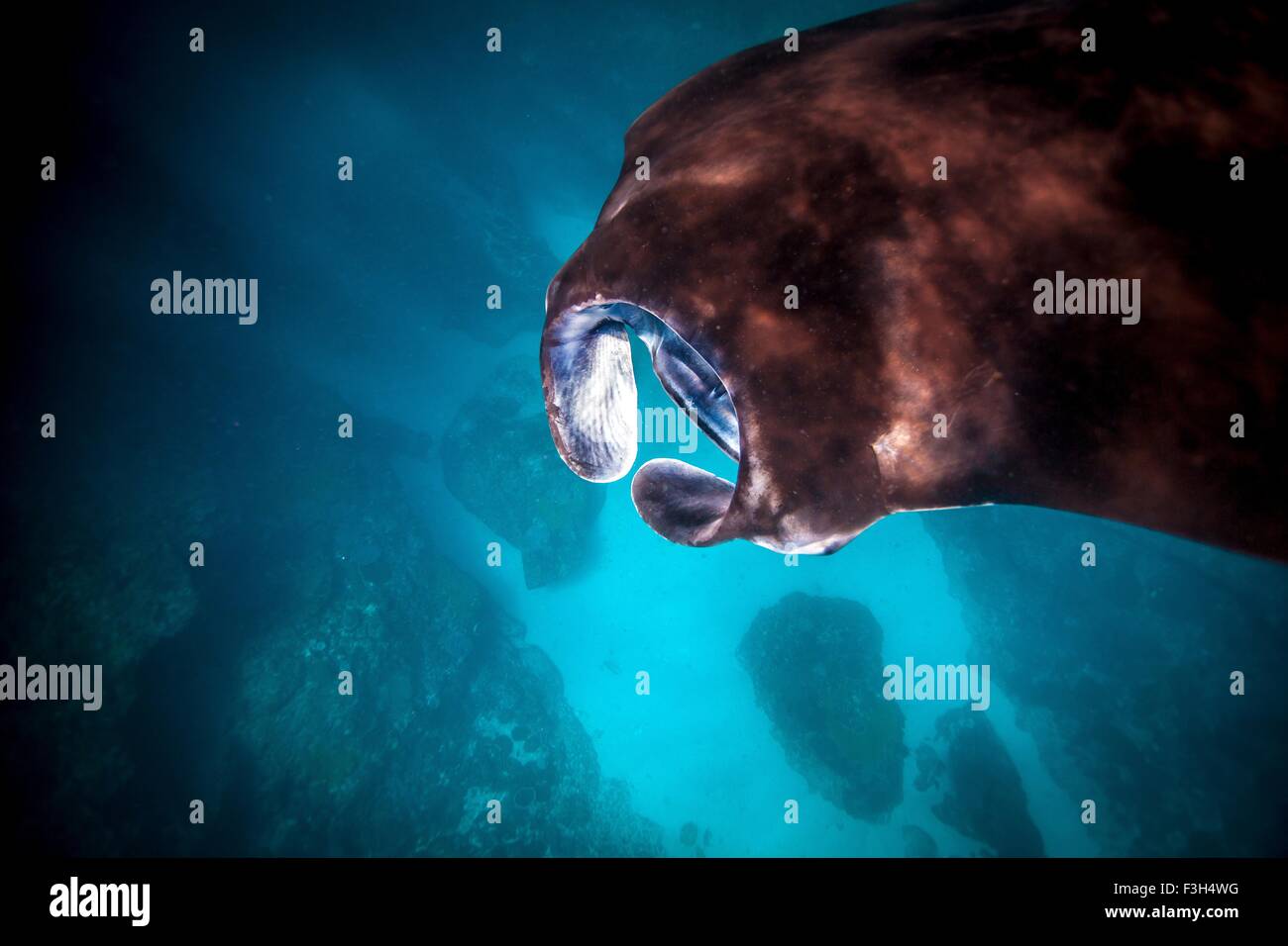 Detail der Mantarochen (Manta Alfredi) Fütterung an der Oberfläche des Meeres, Bali, Indonesien Stockfoto