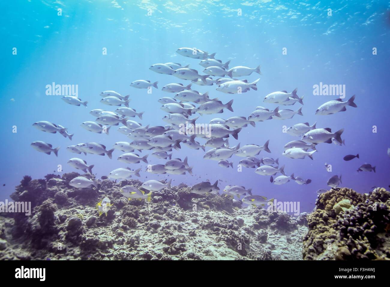 Schwarm von Lowfin Trommler (Kyphosus Vaigiensis) über dem Korallenriff, Bali, Indonesien Stockfoto