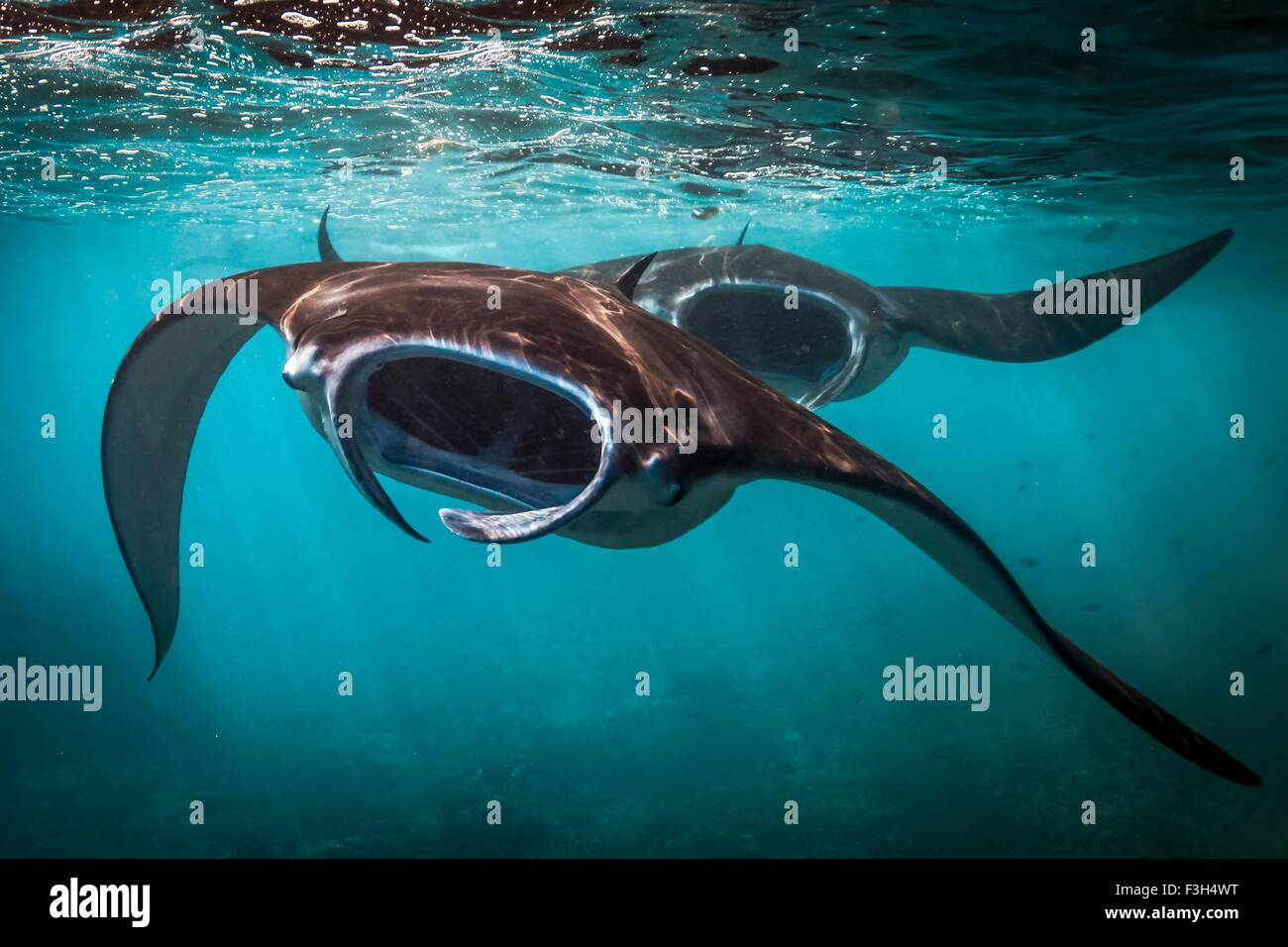 Zwei Mantarochen (Manta Alfredi) Fütterung an der Meeresoberfläche, Bali, Indonesien Stockfoto