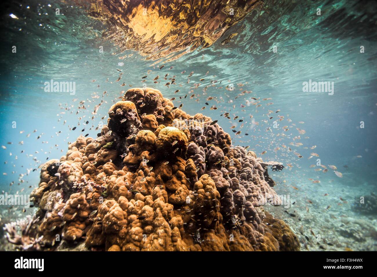 Korallen-Massivs umgeben von Fisch nur unter dem Wasser, Raja Ampat, West Papua, Indonesien Stockfoto