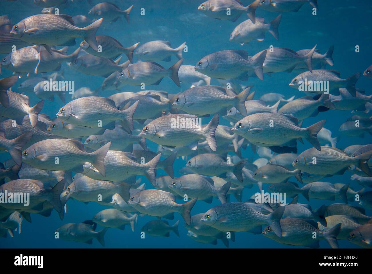 Unterwasser-Blick Untiefe Lowfin Schlagzeugern (Kyphosus Vaigiensis) Schwimmen im Ozean, Bali, Indonesien Stockfoto