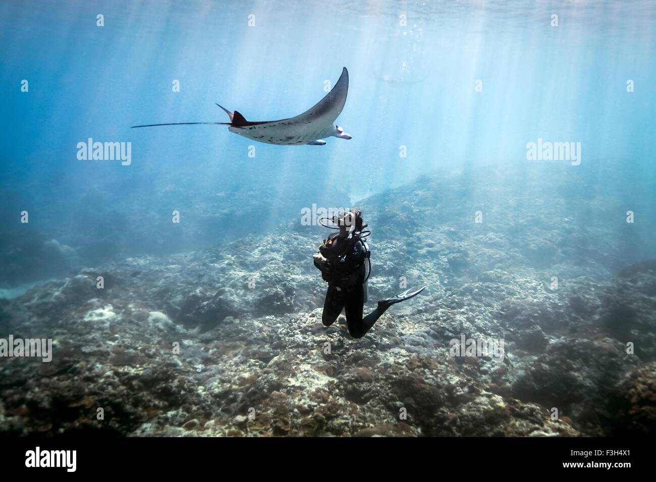 Ein Mantarochen (Manta Alfredi) schwimmen über ein Taucher, Bali, Indonesien Stockfoto