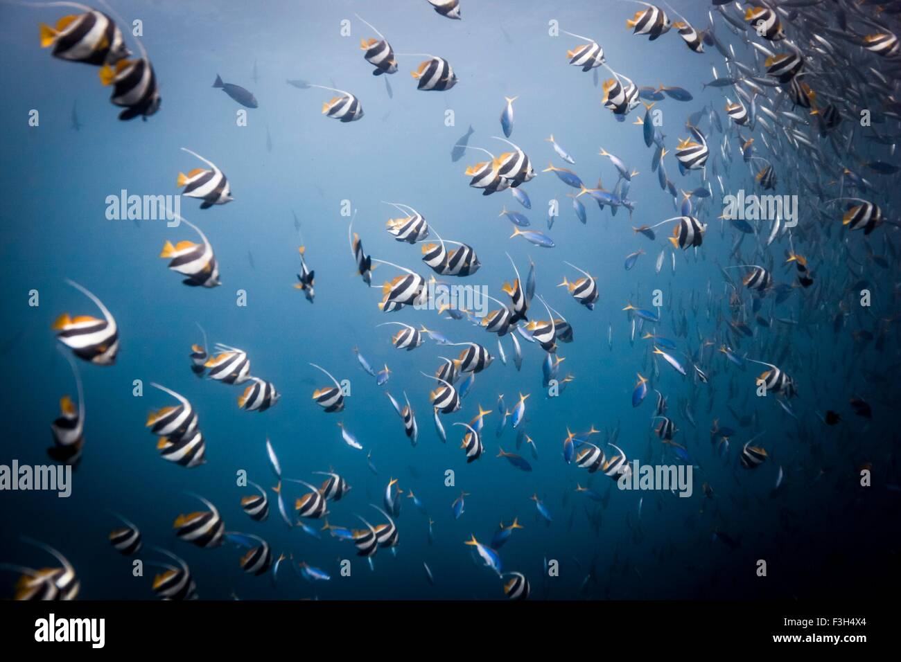 Longfin Wimpelfischen oder Wimpel Korallen Fische (Heniochus Acuminatus) versammeln sich an einem Korallenriff), Bali, Indonesien Stockfoto