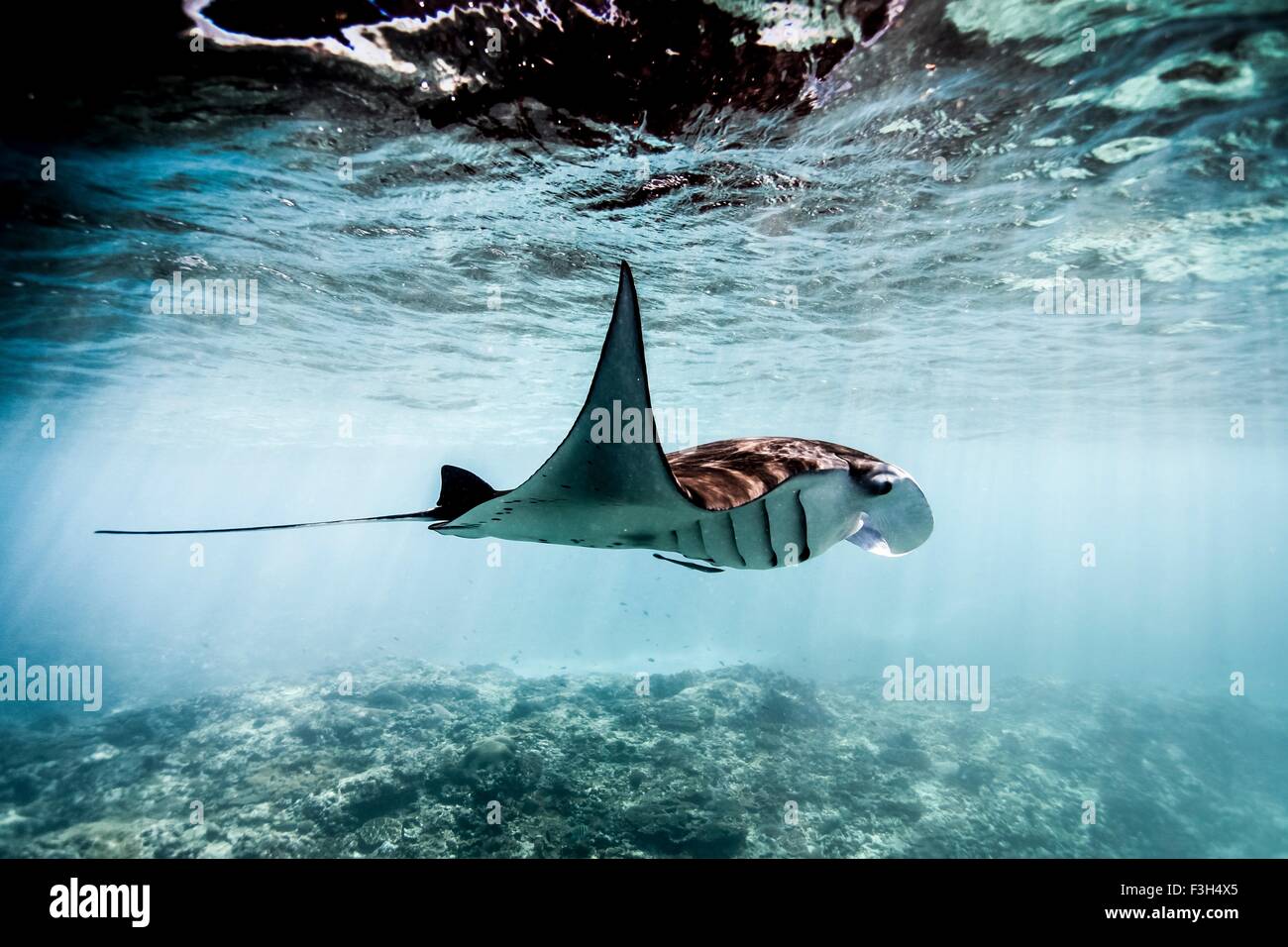 Ein Mantarochen (Manta Alfredi) schwimmen über Korallenriff, Bali, Indonesien Stockfoto