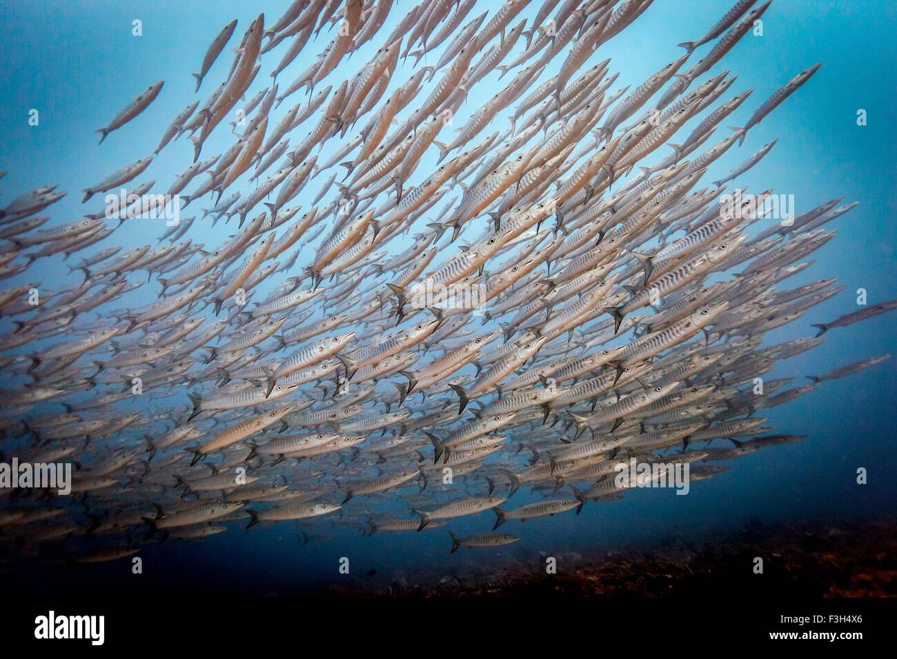 Schwarm von Chevron Barrakudas (größten Genie), Raja Ampat, West-Papua, Indonesien Stockfoto