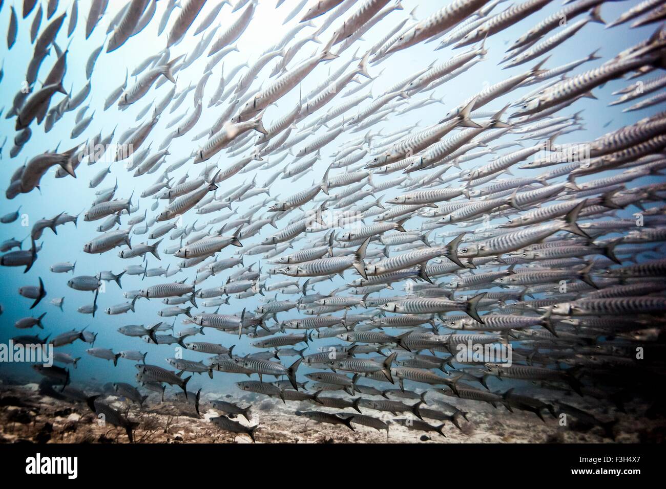 Schwarm schwimmen Chevron Barrakudas (größten Genie), Raja Ampat, West-Papua, Indonesien Stockfoto