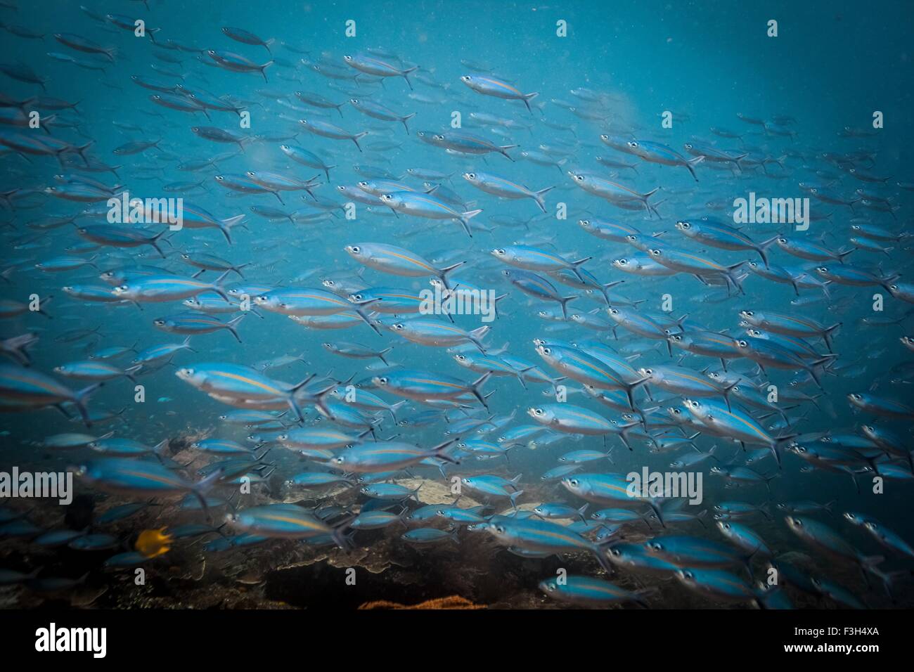 Fischschwarm Doubleline Füsilier Fisch (Pterocaesio Digramma), Sumbawa, Indonesien Stockfoto