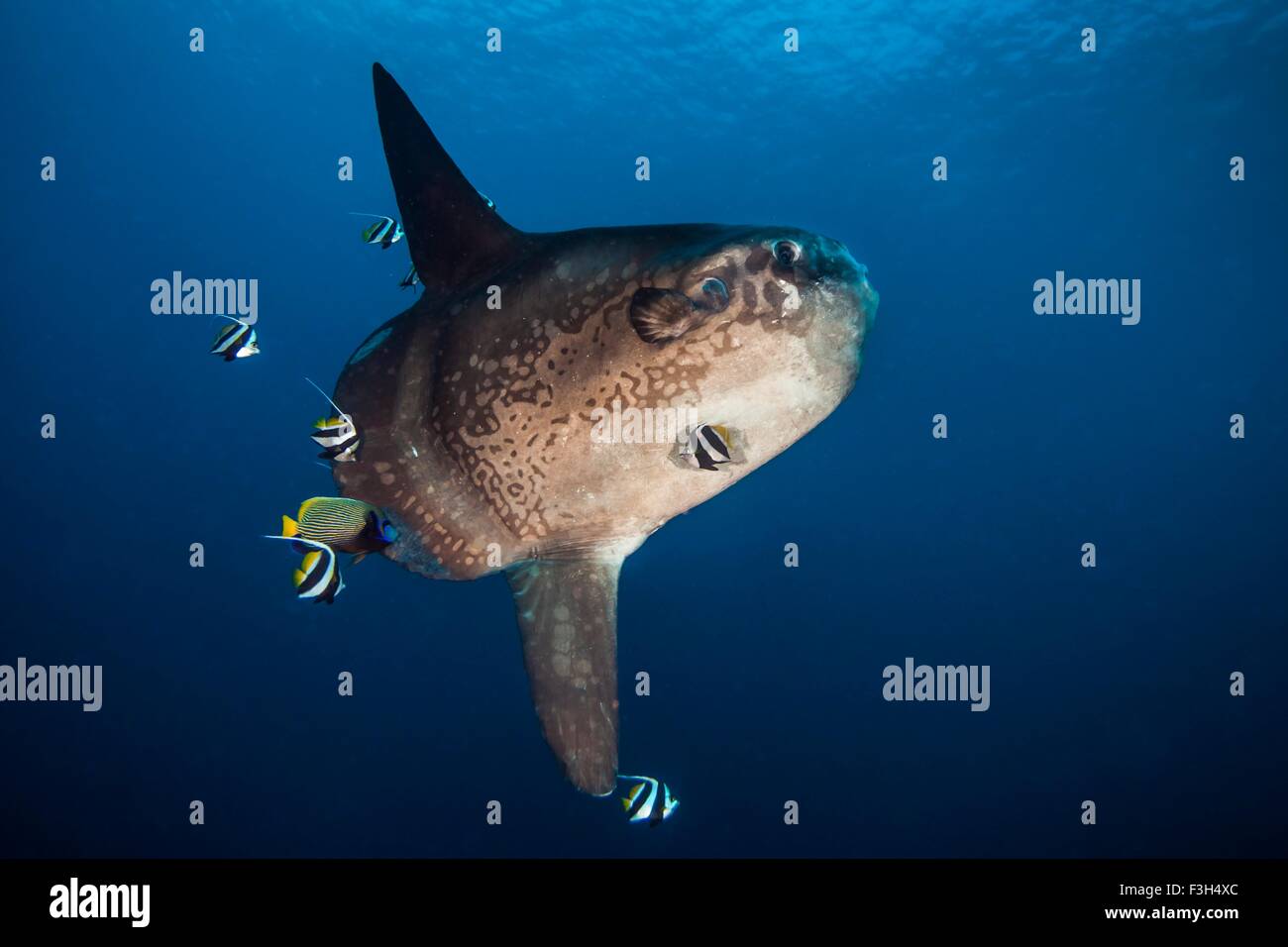 Mondfisch (Mola Ramseyi) wird gereinigt von Riff-Fischen im tiefen Wasser, Bali, Indonesien Stockfoto
