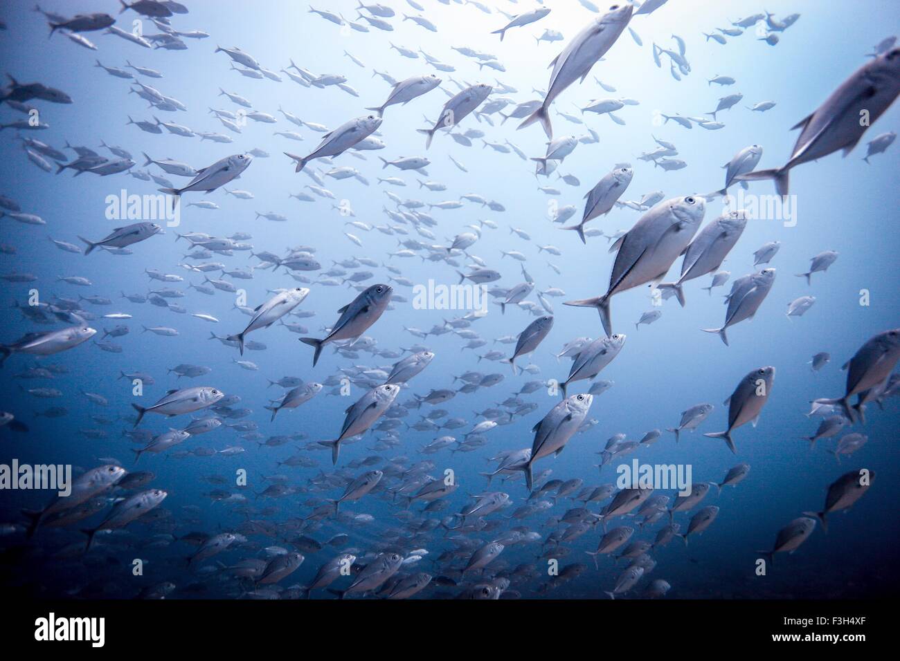 Fischschwarm von Großaugenthun Trevally / Makrelen (Caranx Sexfasciatus), Lombok, Indonesien Stockfoto