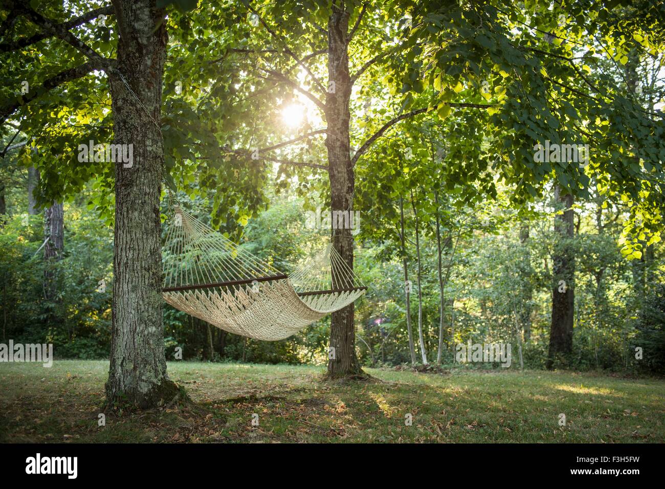 Hängematte hängen von zwei Bäumen Stockfoto