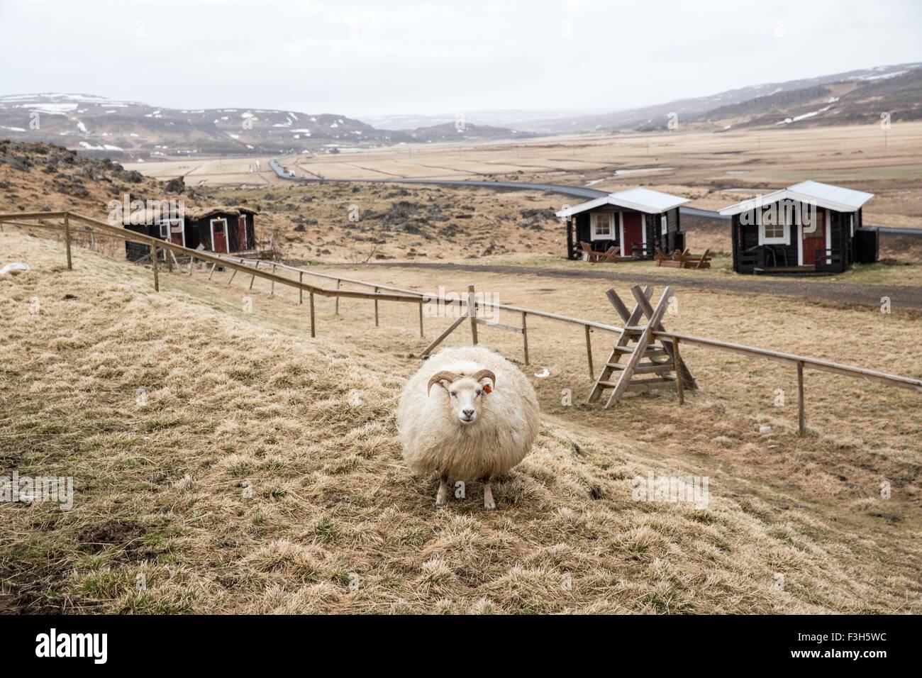 Schafe im Feld auf Bauernhof, Husafell, Island Stockfoto