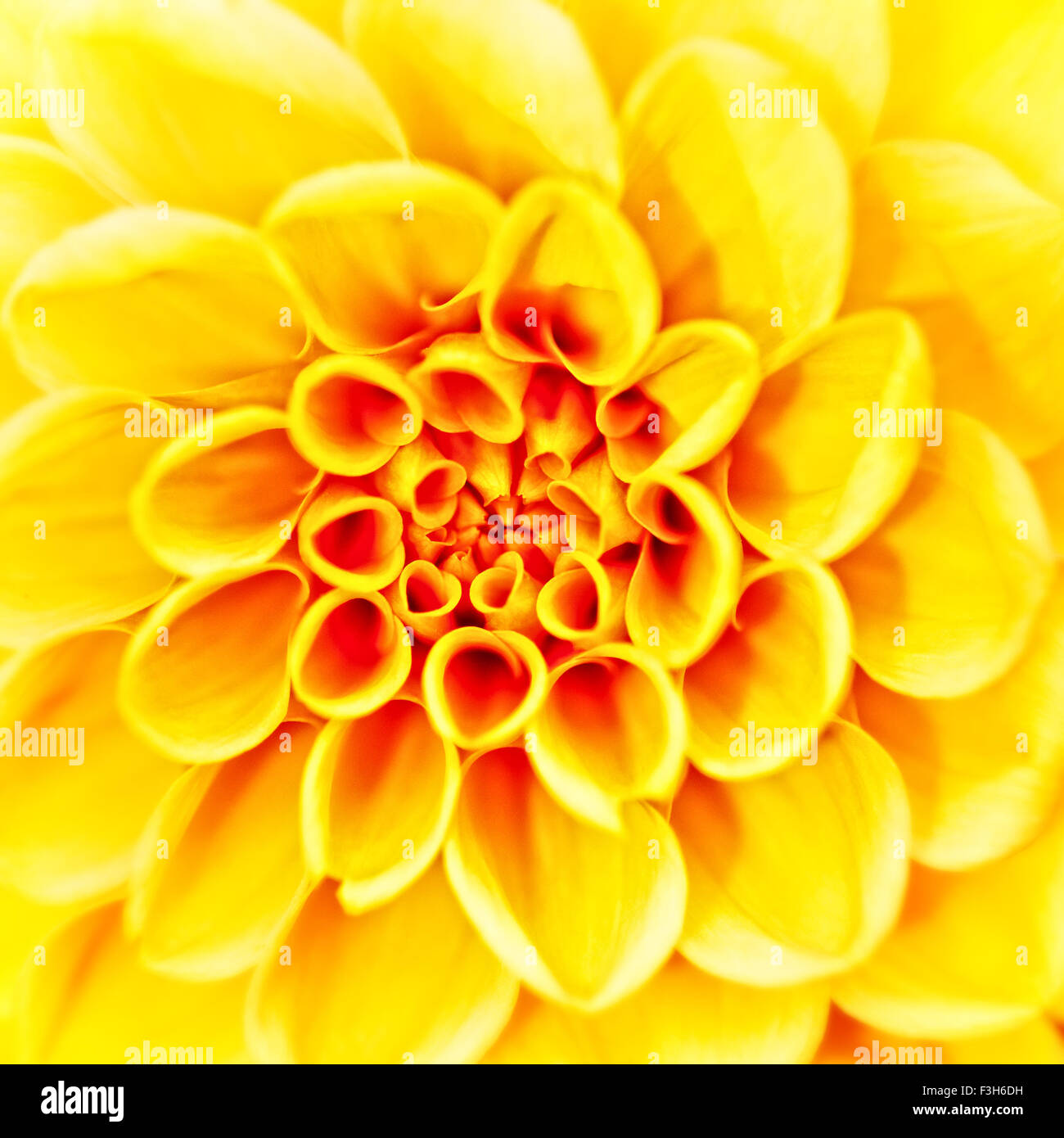 Schönheit Herbera Blume, neutrale abstrakt Stockfoto