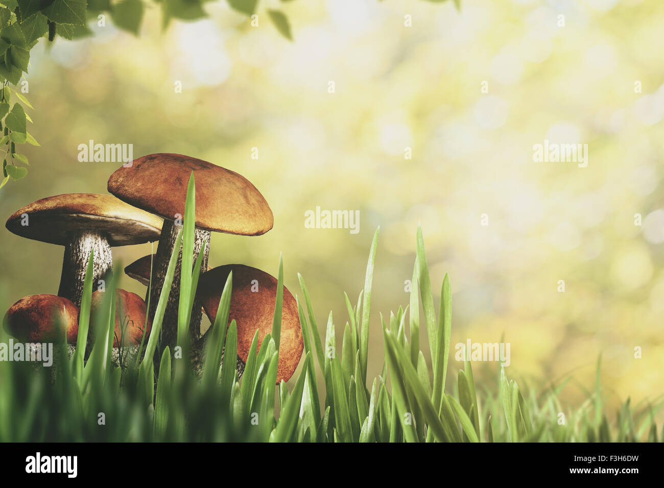 Natürliche abstrakt mit grünem Rasen und Schönheit Pilze Stockfoto