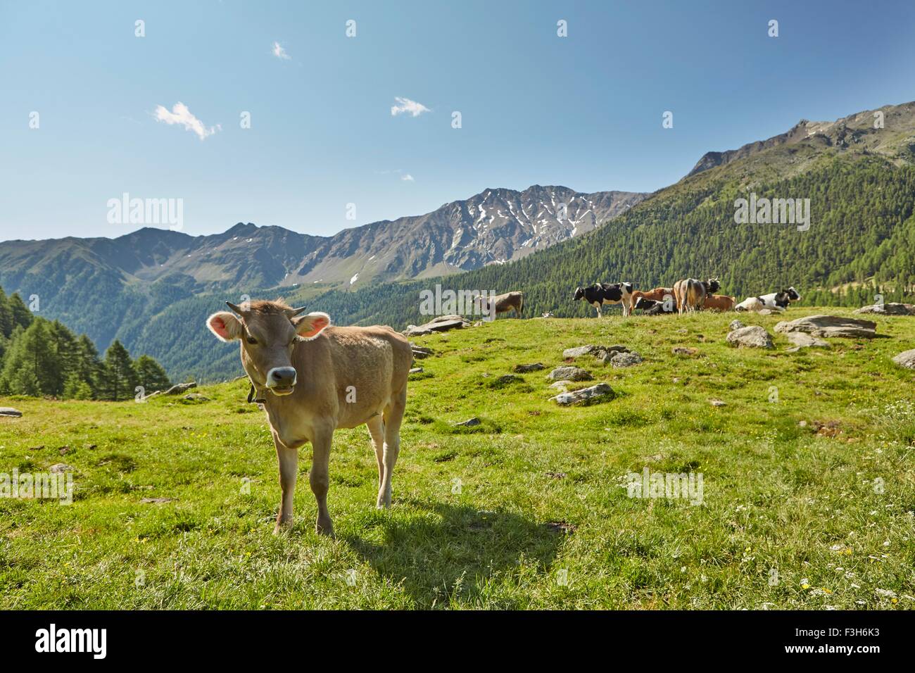 Porträt der Kuh in Berglandschaft, Val Senales, Südtirol, Italien Stockfoto