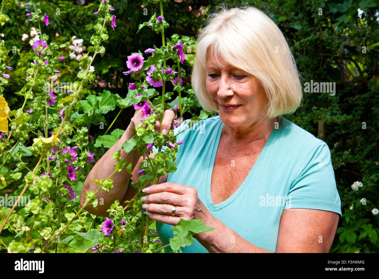 Ältere Frau, Kommissionierung Knospen von Garten Blume Stockfoto