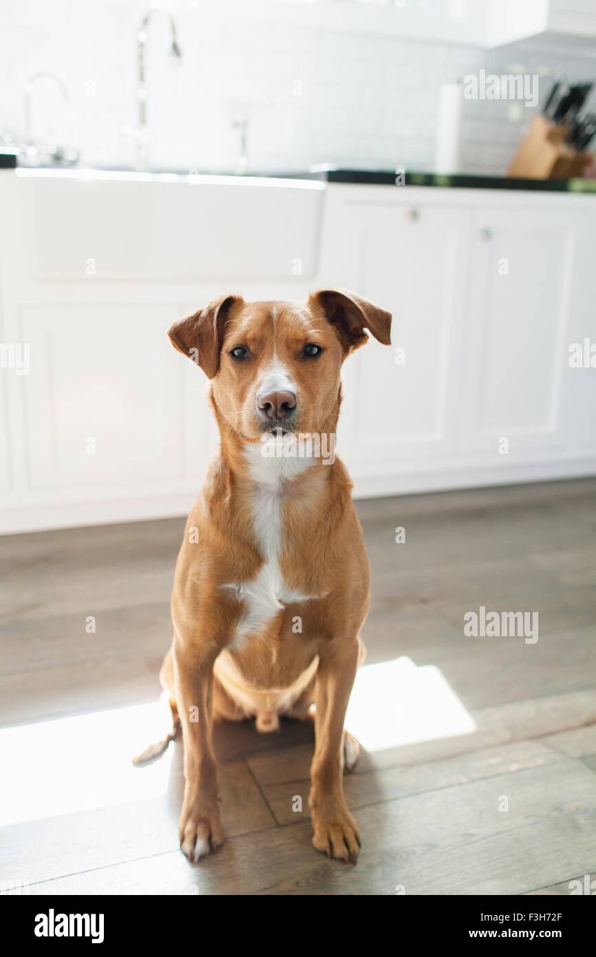 Vorderansicht des tan farbige Hundesitting in Küche, Blick in die Kamera Stockfoto