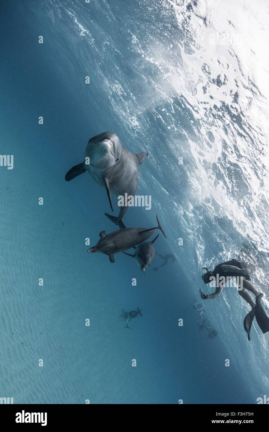 Seitlicher Blick auf Atlantik gefleckte Delfine und Taucher, Bahama Banks, Bahamas, Karibik Stockfoto