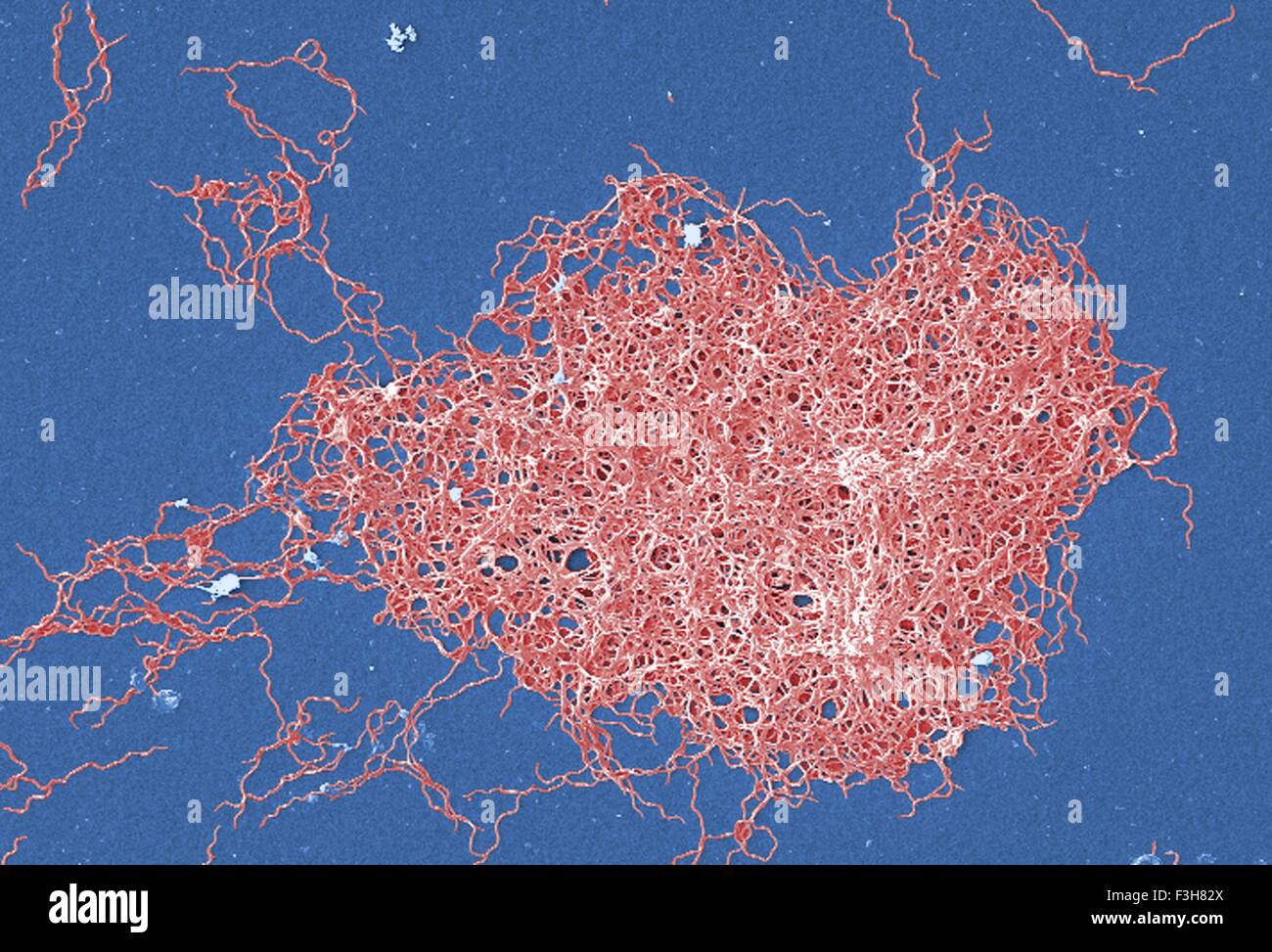 SEM Borrelia Burgdorferi-Bakterium Stockfoto