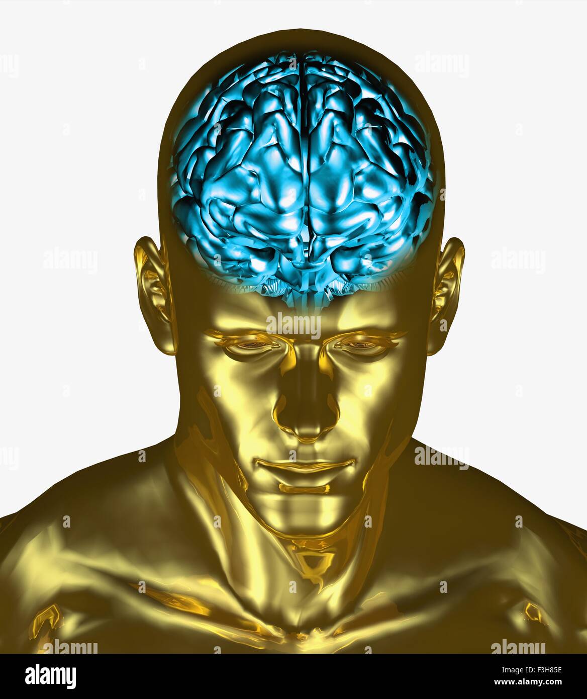 Abbildung des Gehirns innerhalb des Schädels eines erwachsenen Mannes Stockfoto