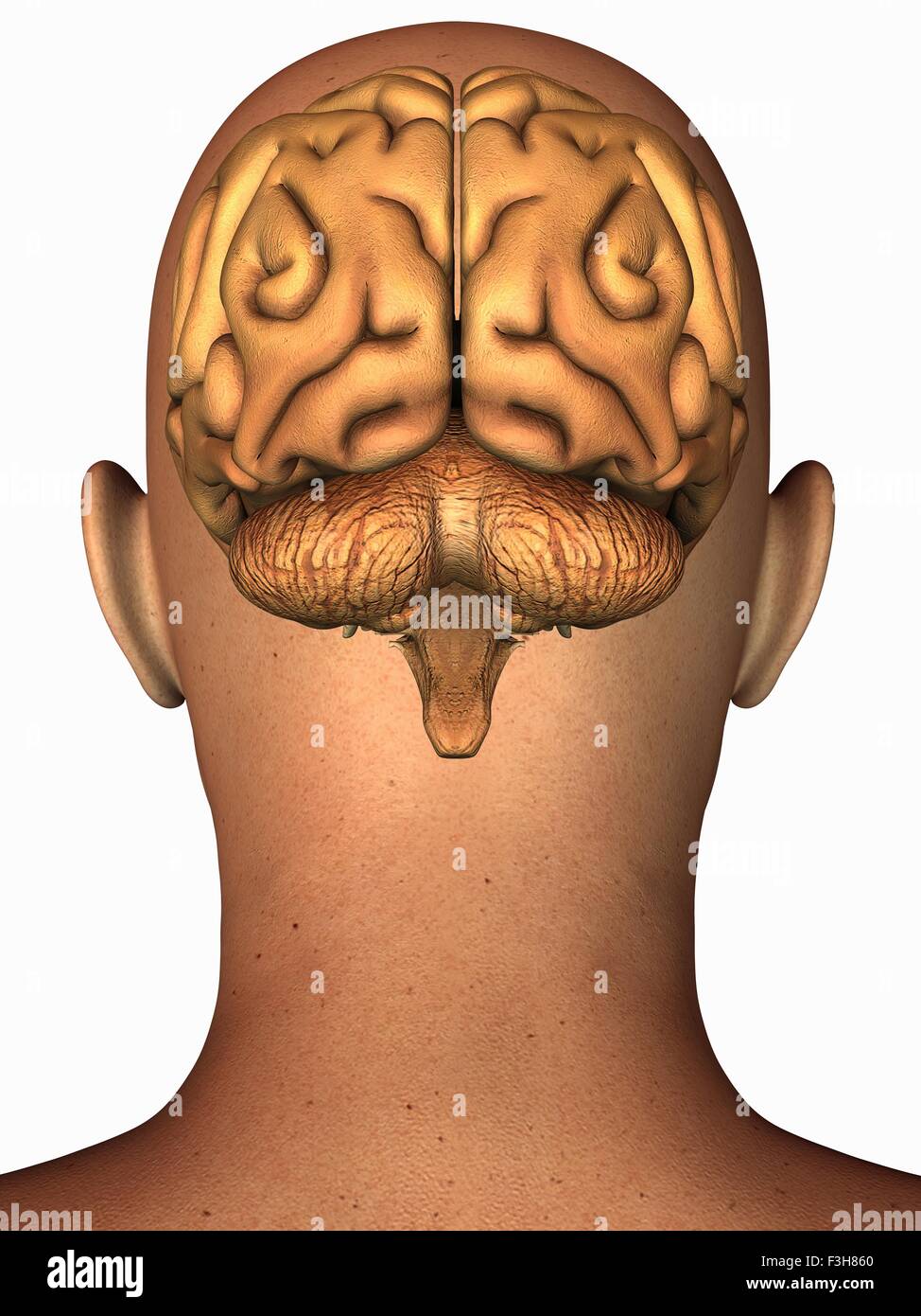 Anatomische Darstellung des menschlichen Gehirns in der hinteren Ansicht überlagert auf dem Kopf Stockfoto