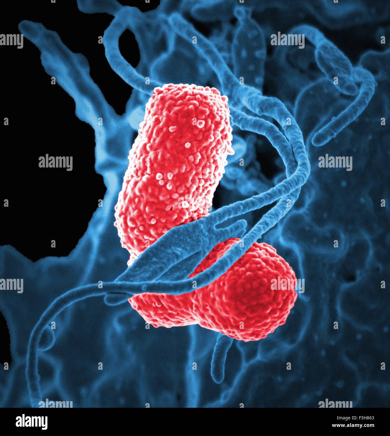 SEM weißer Blutkörperchen Klebsiella Bakterien Stockfoto