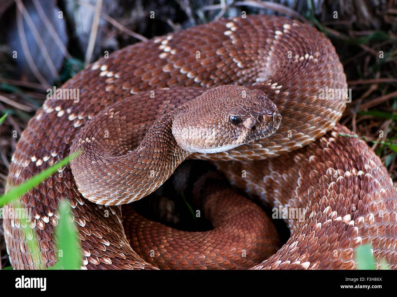 Pazifische Klapperschlange (Crotalus Oreganus), Kalifornien, USA Stockfoto