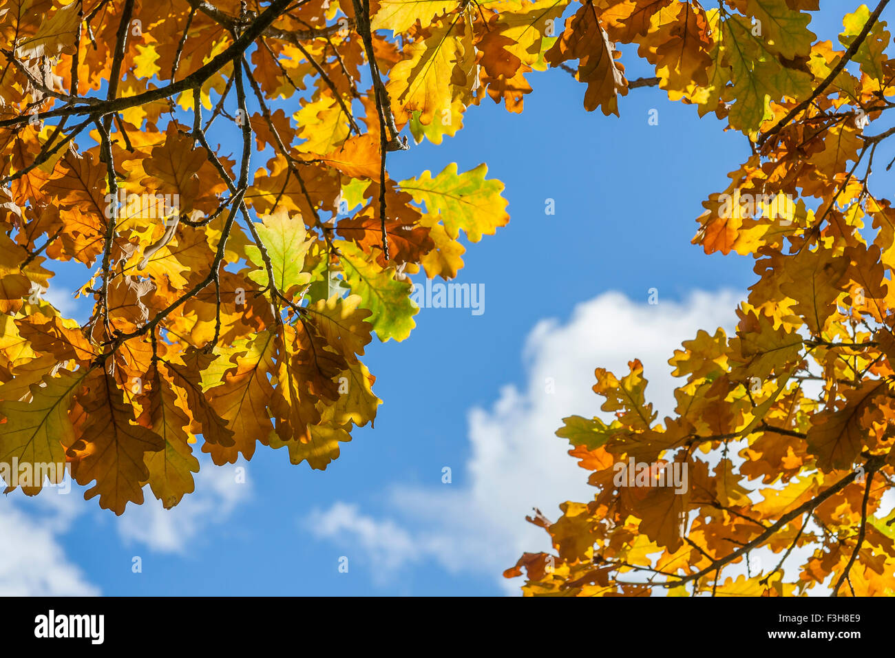 Goldener Herbst schrubben Eichenlaub Stockfoto