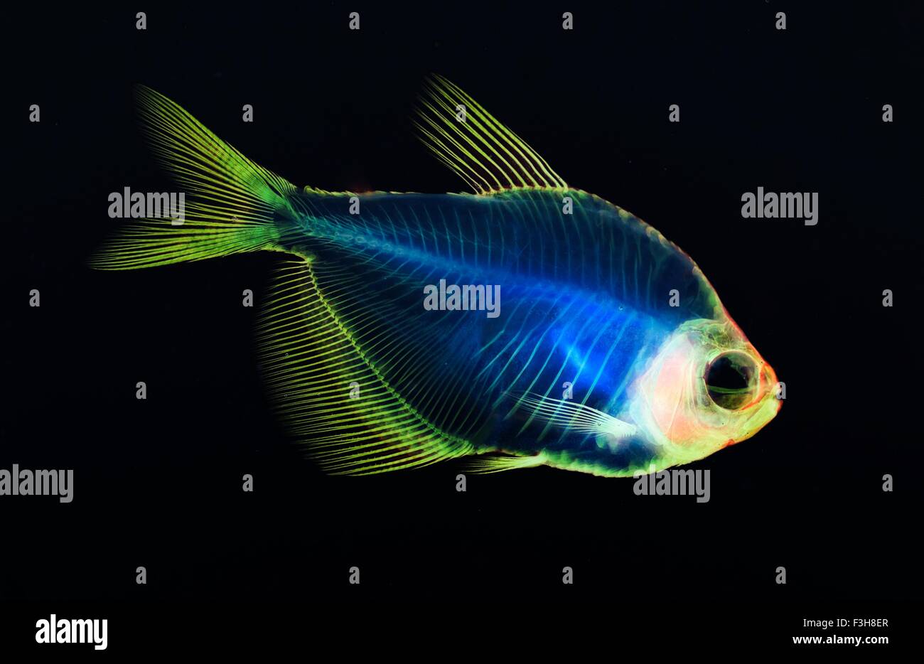 Alizarin Knochen Fleck anatomische Fisch Skelett Vorbereitung von einem weißen schuppigen tetra Stockfoto