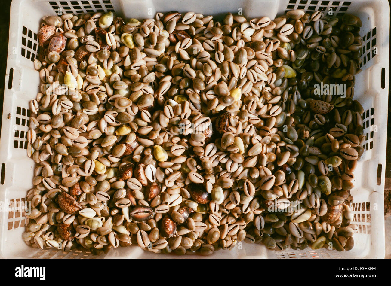 Kaurimuscheln gesammelt zu verkaufen, gesammelt von der Küste in West-Java, Indonesien im September 2015. Stockfoto