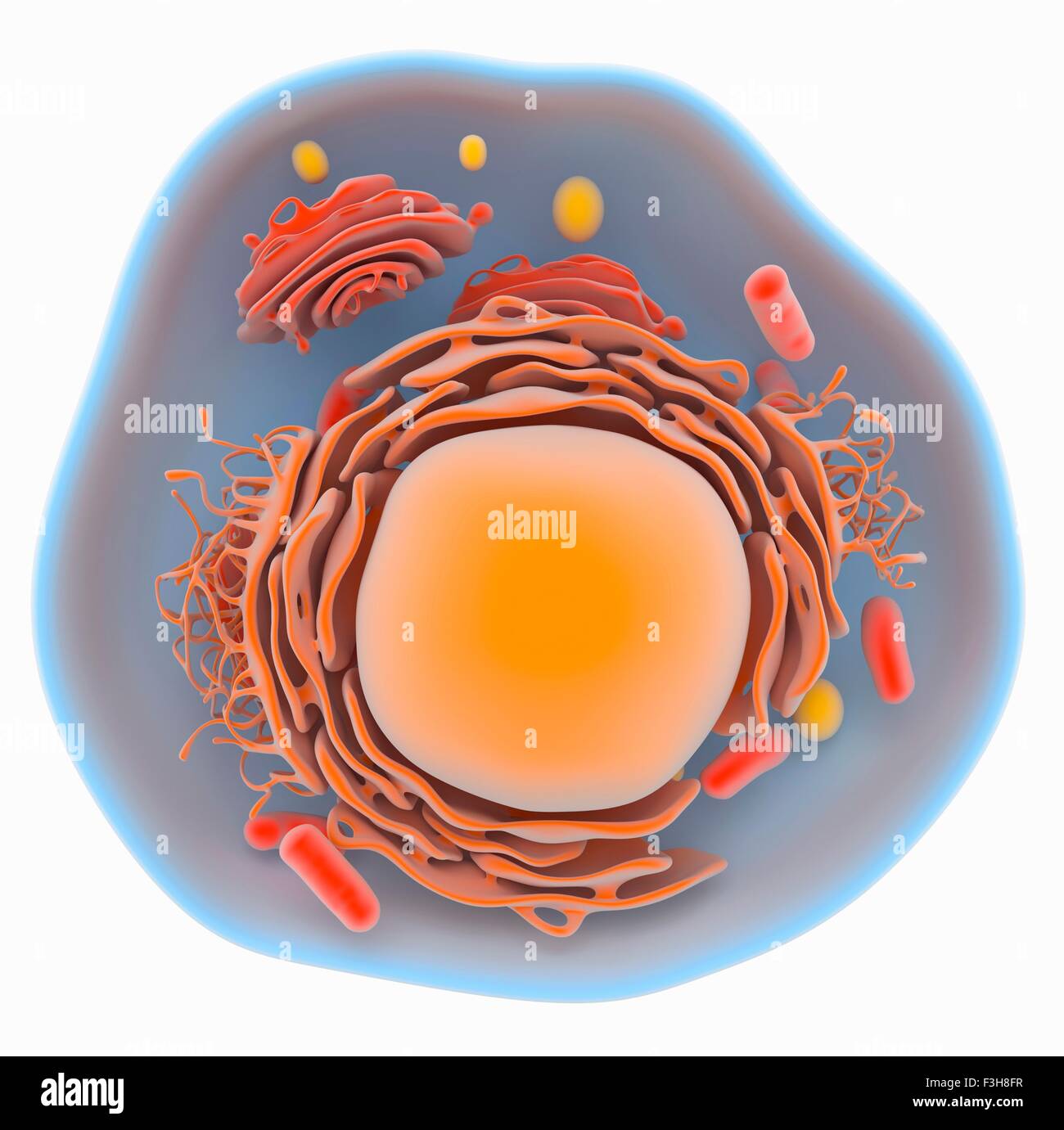 Abbildung einer eukaryotischen Zelle zeigt die wichtigsten Organellen, wie z. B. Golgi, endoplasmatische Retikulum, Mitochondrien, Zellkern Stockfoto