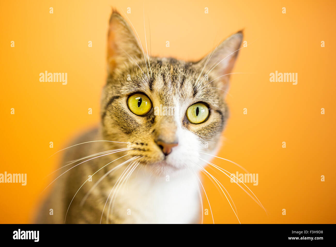 Einzigartige aussehende Katze sitzt im Innenbereich mit einer orange Wand hinter Stockfoto