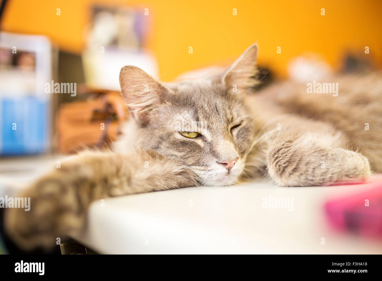 Faul Kitty schlafen drinnen auf dem Tisch mit einem Auge beobachtete Stockfoto
