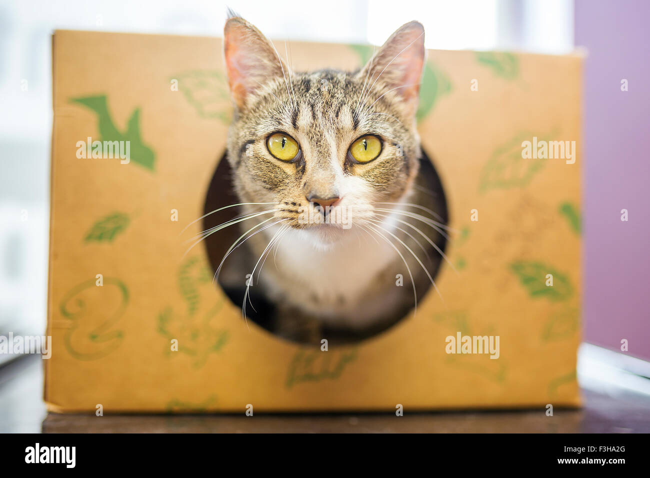 Süßes kleines Kätzchen spähen aus einer Box im Innenbereich Stockfoto