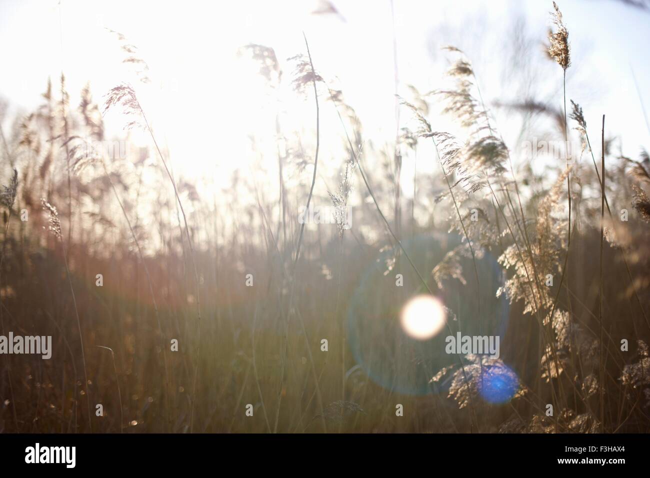 Kulturen und wilde Blumen wachsen in Feld Stockfoto