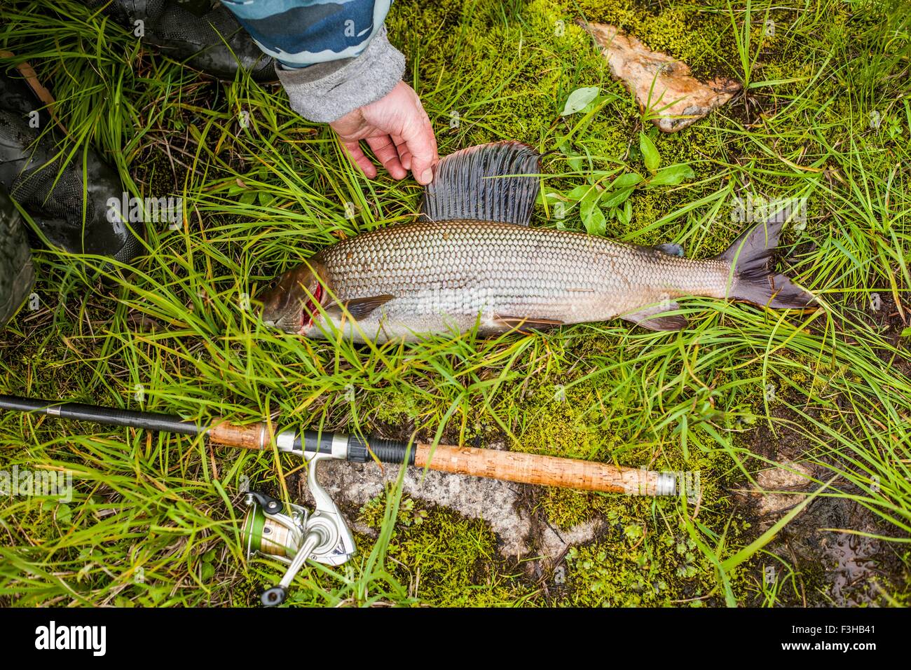 Fishermans Hand Verbreitung Fin des gefangenen Fisches auf Rasen Stockfoto