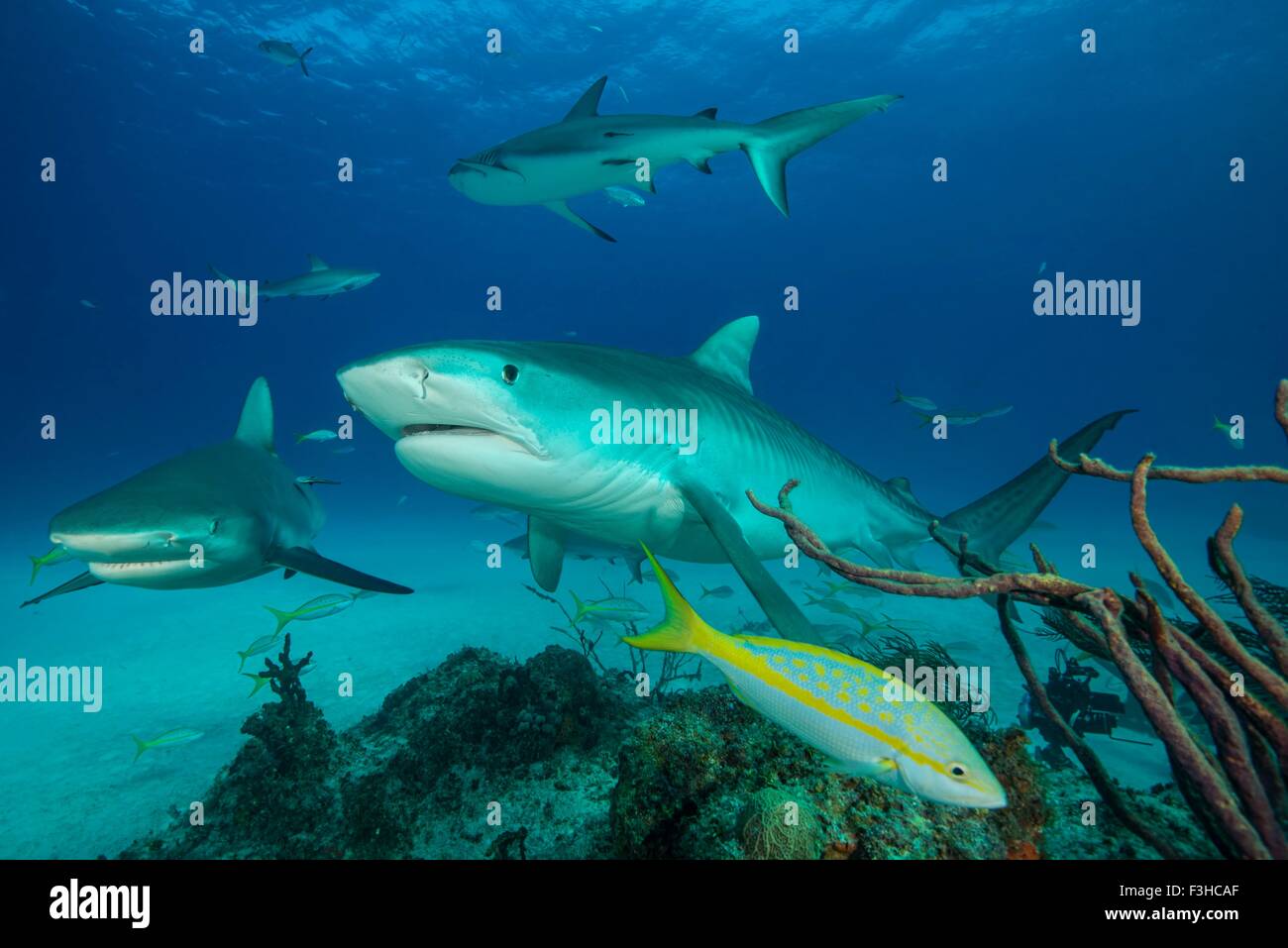 Kleine Gruppe von Tigerhaien schwimmen, Tiger Beach, Bahamas Stockfoto