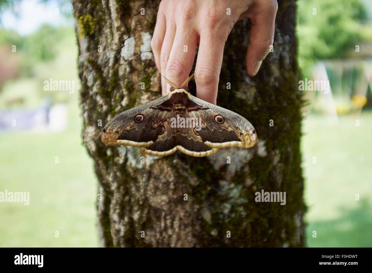 Große braune Motte auf Womans Fingerspitzen Stockfoto